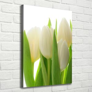 Vertikální Foto obraz na plátně Bílé tulipány ocv-28819889