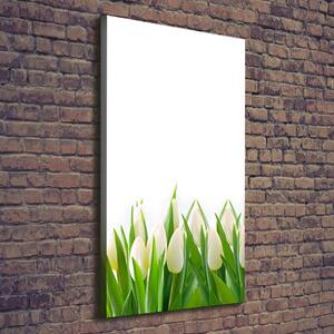 Foto-obraz canvas do obýváku Bílé tulipány ocv-30153186