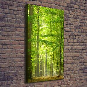 Vertikální Vertikální Foto obraz na plátně do obýváku Bukový les ocv-31250020