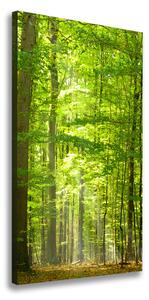Vertikální Vertikální Foto obraz na plátně do obýváku Bukový les ocv-31250020