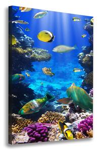 Vertikální Foto obraz canvas Korálový útes ocv-34733928