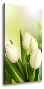 Vertikální Foto obraz na plátně Bílé tulipány ocv-34973360