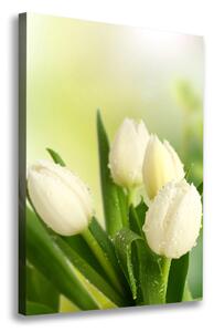 Vertikální Foto obraz na plátně Bílé tulipány ocv-34973360
