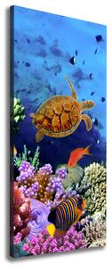 Vertikální Foto obraz canvas Korálový útes ocv-35544351