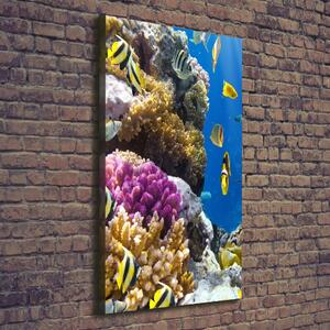 Vertikální Foto obraz canvas Korálový útes ocv-36026012
