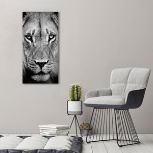 Vertikální Vertikální Foto obraz na plátně do obýváku Portrét lva ocv-39012933