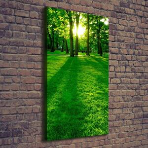 Vertikální Foto obraz na plátně Slunce v parku ocv-3863874