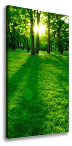 Vertikální Foto obraz na plátně Slunce v parku ocv-3863874