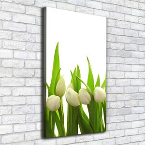 Foto-obraz canvas do obýváku Bílé tulipány ocv-40774643