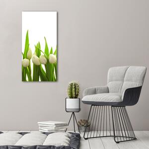 Foto-obraz canvas do obýváku Bílé tulipány ocv-40774643