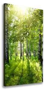 Vertikální Foto obraz canvas Břízový les ocv-42305508