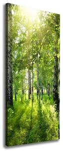 Vertikální Foto obraz canvas Břízový les ocv-42305508