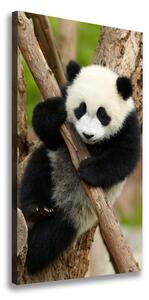 Vertikální Foto obraz na plátně Panda na stromě ocv-43324424