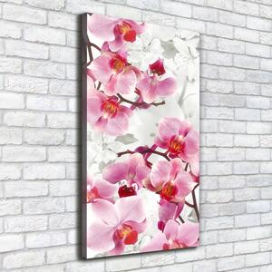 Vertikální Foto obraz na plátně Růžová orchidej ocv-44684614