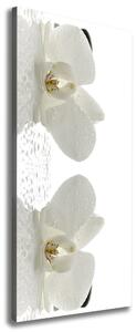 Vertikální Foto obraz na plátně Orchidej a kameny ocv-49248021