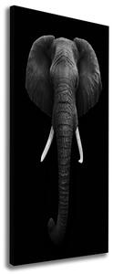 Vertikální Foto obraz na plátně Africký slon ocv-49228540