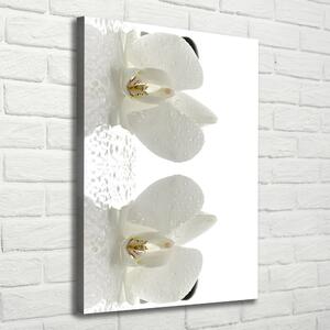 Vertikální Foto obraz na plátně Orchidej a kameny ocv-49248021