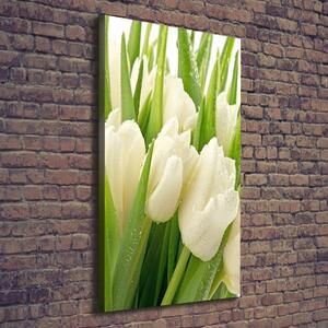Vertikální Foto obraz na plátně Bílé tulipány ocv-49549577