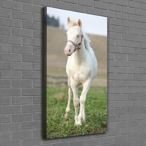 Vertikální Vertikální Foto obraz na plátně do obýváku Kůň albín ocv-51207060