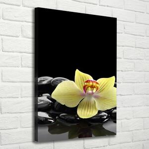 Vertikální Foto obraz na plátně Orchidej a kameny ocv-53476359