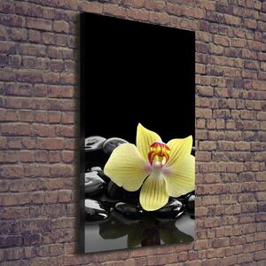 Vertikální Foto obraz na plátně Orchidej a kameny ocv-53476359