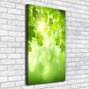 Foto-obraz canvas do obýváku Zelené listí ocv-61080240