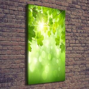 Foto-obraz canvas do obýváku Zelené listí ocv-61080240