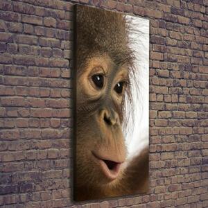 Vertikální Foto obraz na plátně Mladý orangutan ocv-61570229