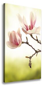 Vertikální Foto obraz na plátně Květy magnolie ocv-64406136