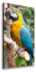 Vertikální Vertikální Foto obraz na plátně do obýváku Papoušek Ara ocv-65052351