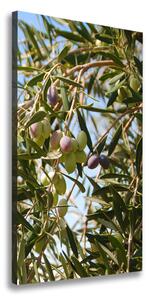 Vertikální Foto obraz na plátně Olivy na stromě ocv-65546648