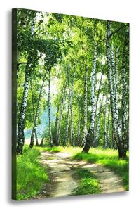 Vertikální Foto obraz canvas Břízový les ocv-66218016