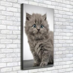 Vertikální Foto obraz na plátně Šedá a britská kočka ocv-66248272
