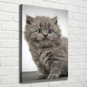 Vertikální Foto obraz na plátně Šedá a britská kočka ocv-66248272