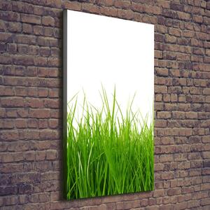 Vertikální Foto obraz na plátně Zelená tráva ocv-66476309