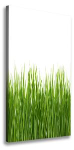 Vertikální Foto obraz na plátně Zelená tráva ocv-66714934