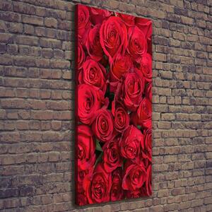 Foto-obraz canvas do obýváku Červené růže ocv-67561194