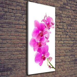 Vertikální Foto obraz na plátně Růžová orchidej ocv-67673367