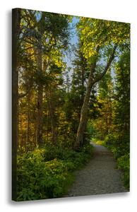 Vertikální Foto obraz na plátně Stezka v lese ocv-67684671