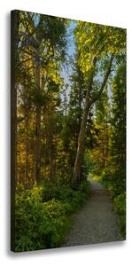 Vertikální Foto obraz na plátně Stezka v lese ocv-67684671