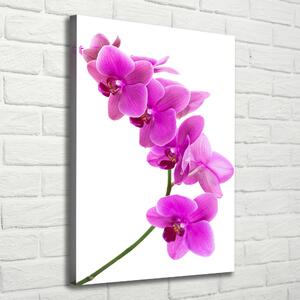 Vertikální Foto obraz na plátně Růžová orchidej ocv-67691978