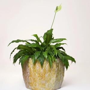Květináč JOLINO, výška 27 cm, pozink, zlatá