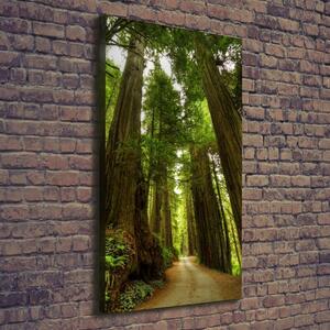 Vertikální Foto obraz na plátně Stezka v lese ocv-68588217