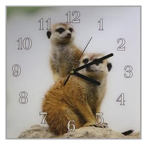 Nástěnné hodiny 30x30cm dvě surikaty na kameni - plexi