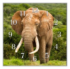 Nástěnné hodiny 30x30cm slon Africký - plexi
