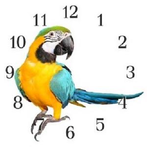 Nástěnné hodiny papoušek 30x30cm XIX - plexi
