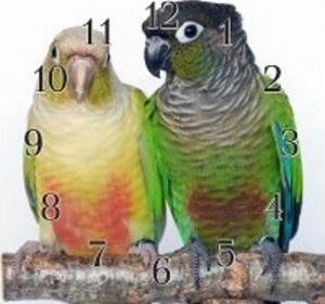 Nástěnné hodiny papoušek 30x30cm XXI - plexi