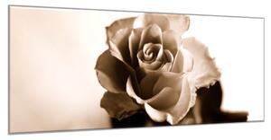 Obraz skleněný květ růže - slonová kost - 70 x 100 cm