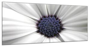 Obraz skleněný detail květ kopretina bílo modrá - 70 x 100 cm
