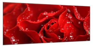 Obraz skleněný detail květu červená růže - 70 x 100 cm